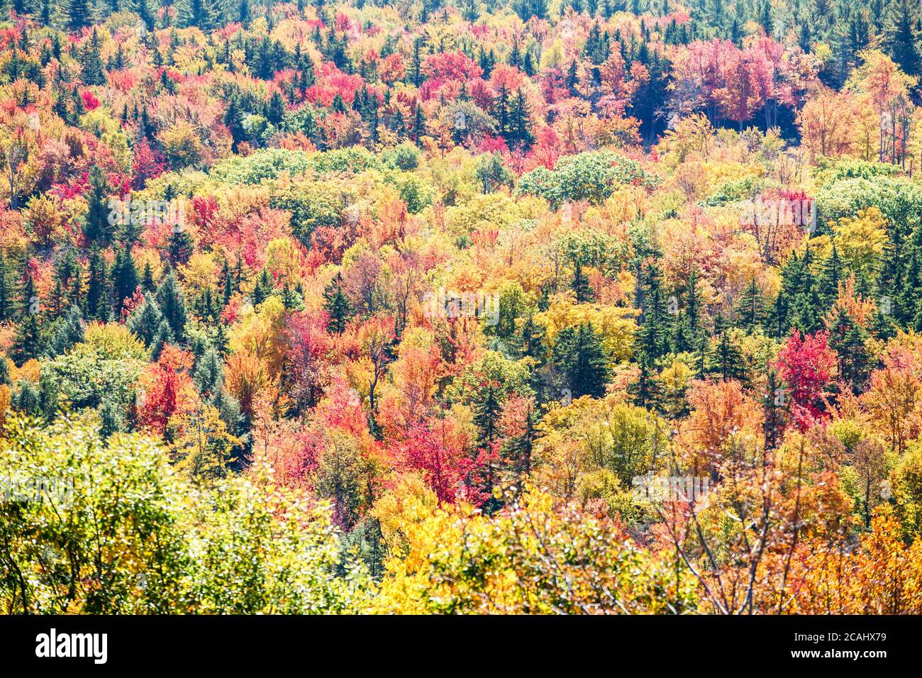Mesmerizing scenery of forest at autumn Stock Photo - Alamy