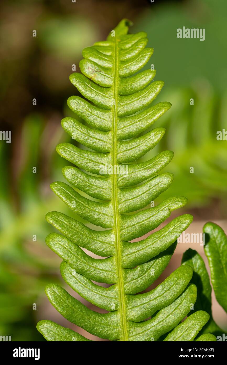 Hard fern (Blechnum spicant), also called deer fern, a vivid green fern that is evergreen and has two types of fronds, UK. Close-up of sterile frond Stock Photo