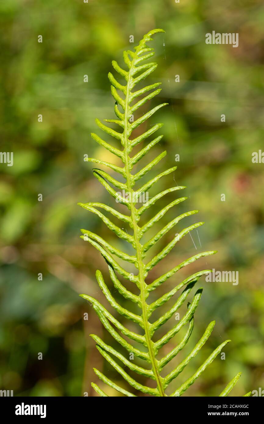 Hard fern (Blechnum spicant), also called deer fern, a vivid green fern that is evergreen and has two types of fronds, UK. Close-up of fertile frond Stock Photo