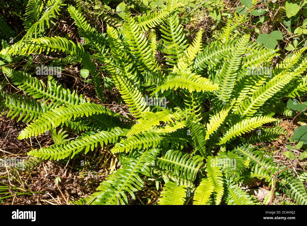 Hard fern (Blechnum spicant), also called deer fern, a vivid green fern that is evergreen and has two types of fronds, UK Stock Photo