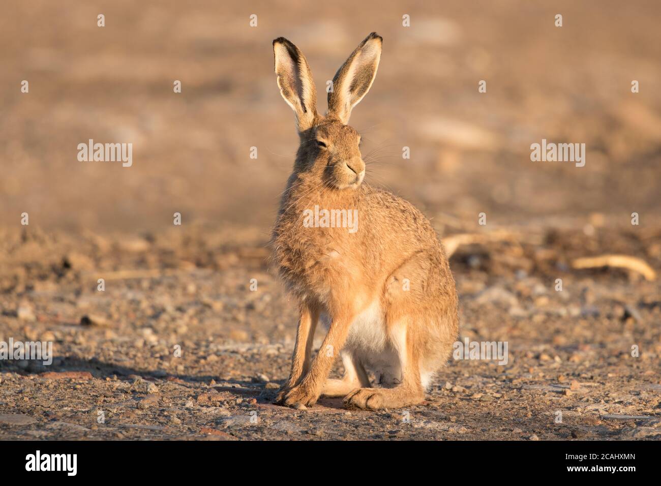 Brown hare on farmland near Fountains Abbey, Harrogate, North Yorkshire