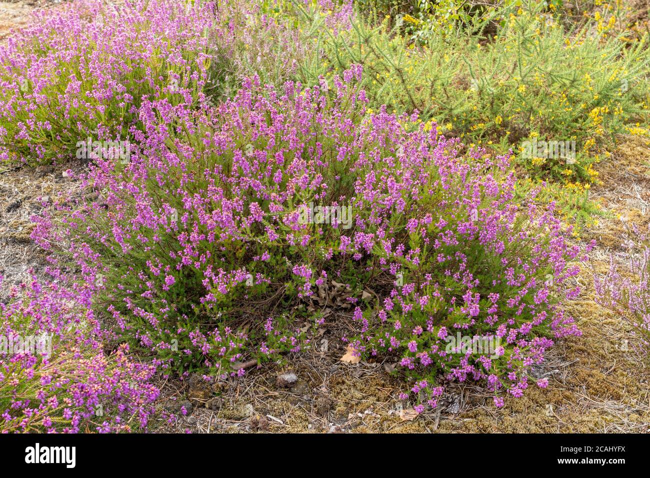 Bell heather (Erica cinerea) during summer on Surrey heathland, UK Stock Photo