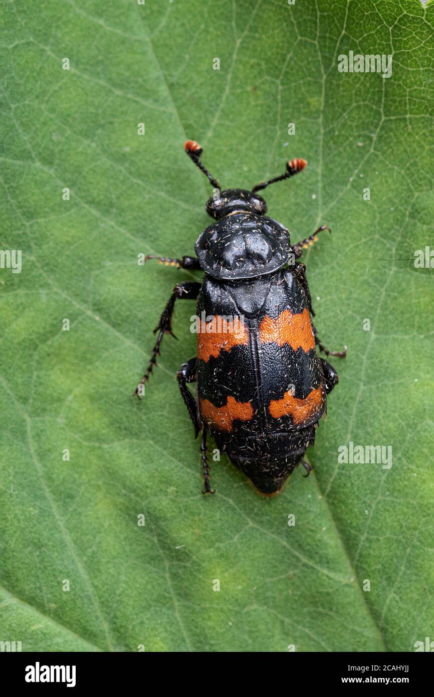 Common Sexton Beetle (Nicrophorus vespilloides) Stock Photo