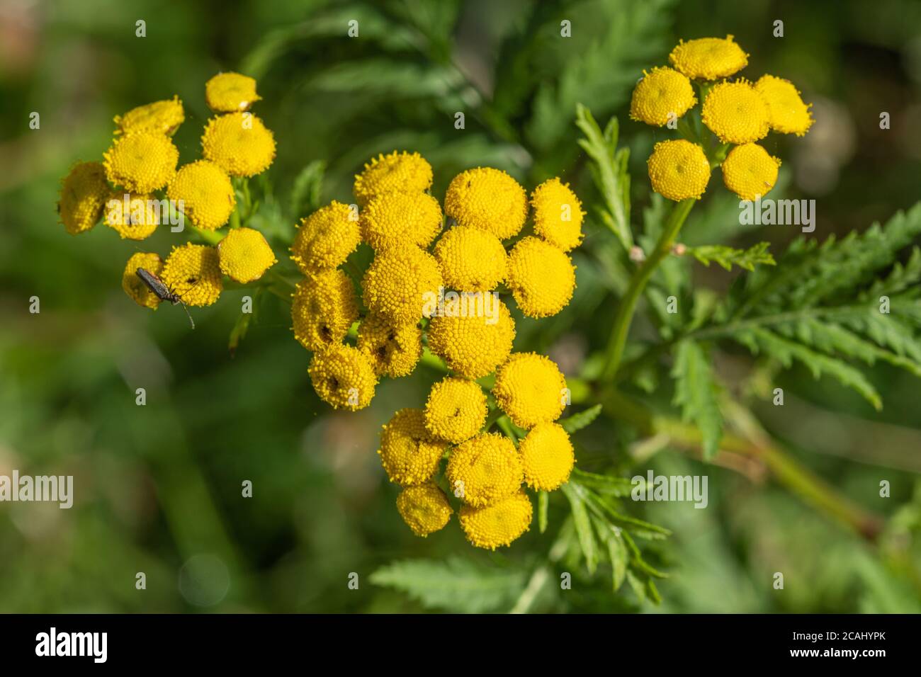 Tansy plant (Tanacetum vulgare) with yellow flowers, a perennial, herbaceous flowering plant of the aster family Stock Photo