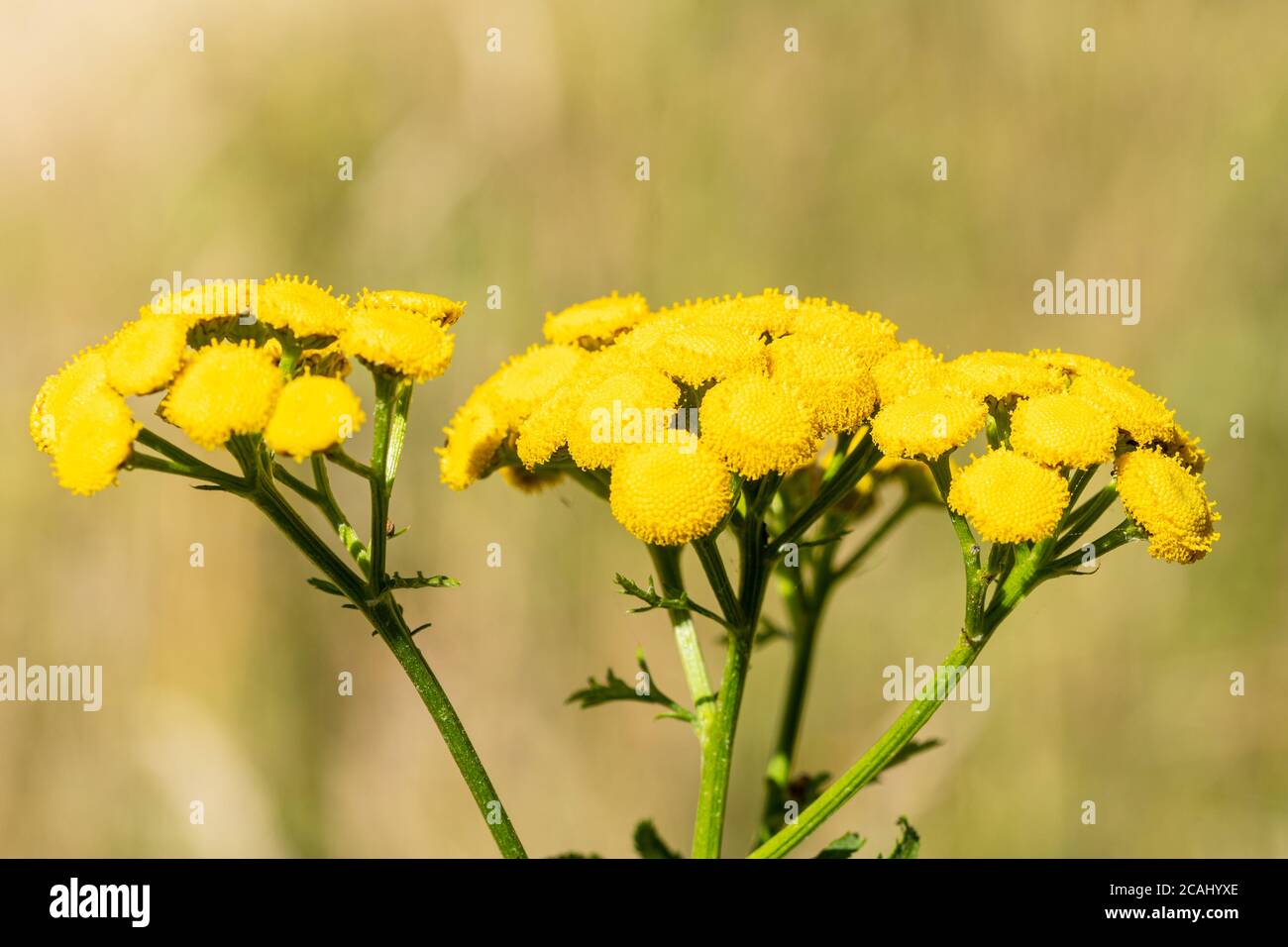 Tansy plant (Tanacetum vulgare) with yellow flowers, a perennial, herbaceous flowering plant of the aster family Stock Photo