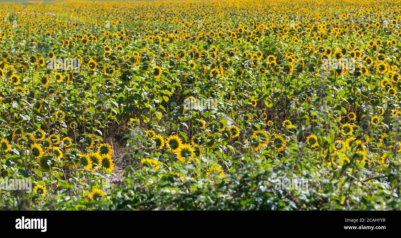 Sunflower fields hires stock photography and images Alamy