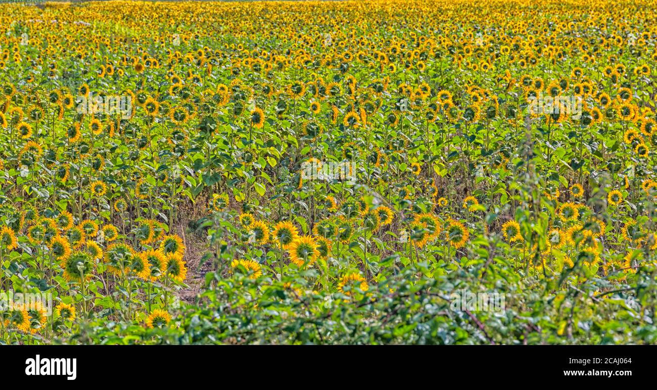 Sunflower fields, field of sunflowers, growing near Bloxworth, Dorset UK in August Stock Photo