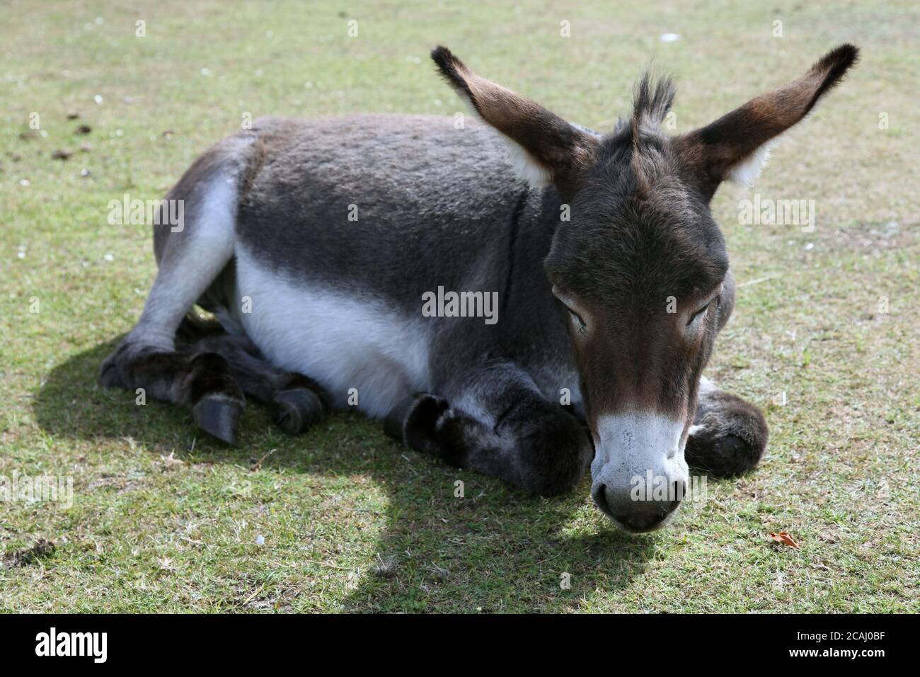 A New Forest Donkey or ass (Equus africanus asinus) rests on grassland in  Beaulieu, Hampshire, England, UK, August 2020 Stock Photo - Alamy