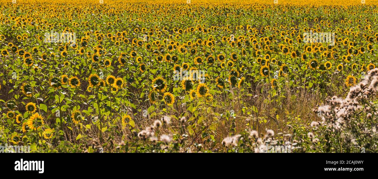 Sunflower fields, field of sunflowers, growing near Bloxworth, Dorset UK in August Stock Photo