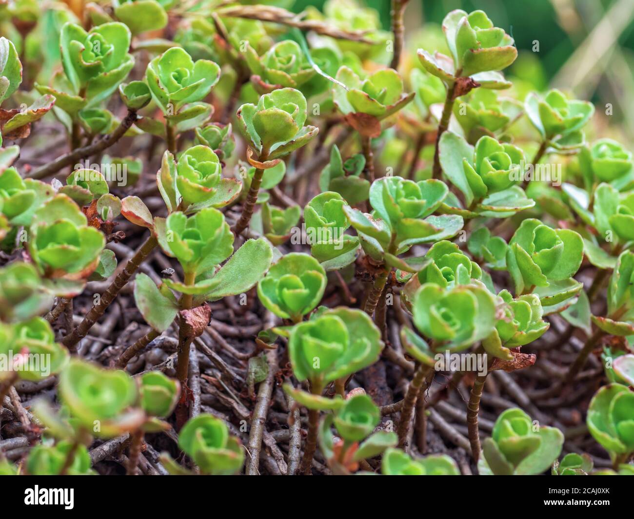 Close-up of Caucasian stonecrop or two-row stonecrop leaves (Sedum spurium). Selective focus, shallow depth of field. Stock Photo