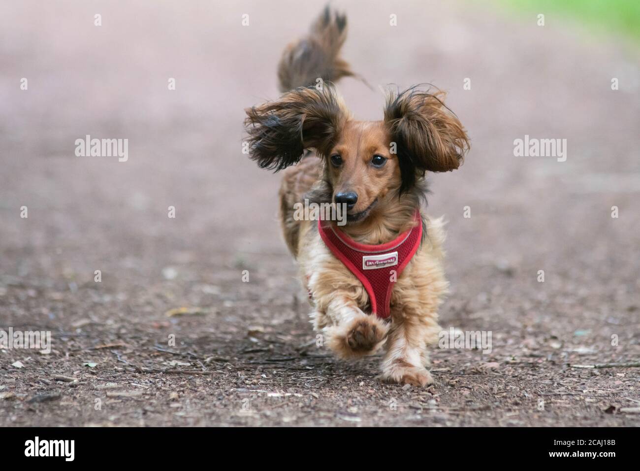 Sausage dog running Stock Photo Alamy