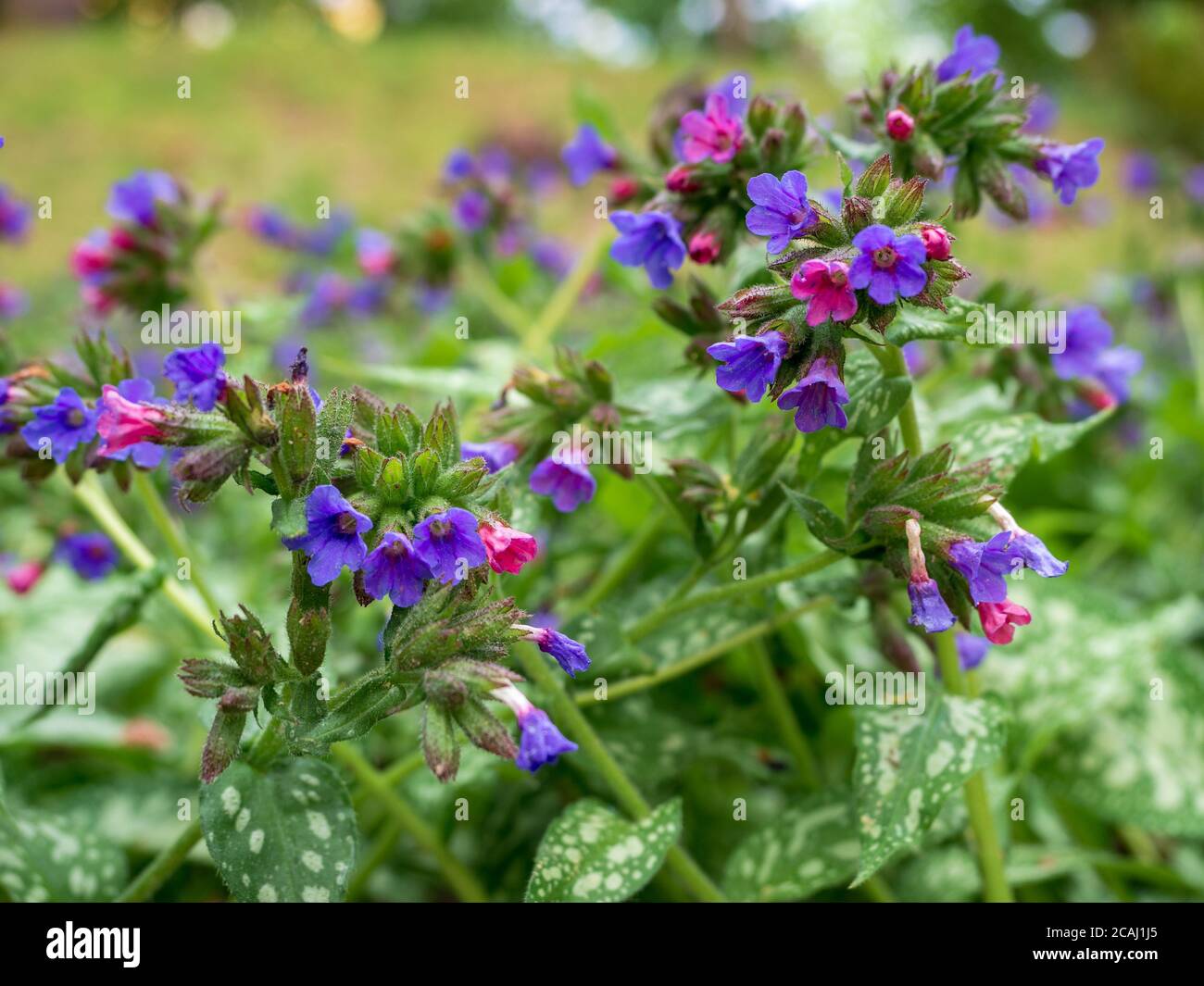 Close-up of blooming common lungwort flowers during spring. Pulmonaria officinalis also known as Mary's tears or Our Lady's milk drops.Blurred backgro Stock Photo