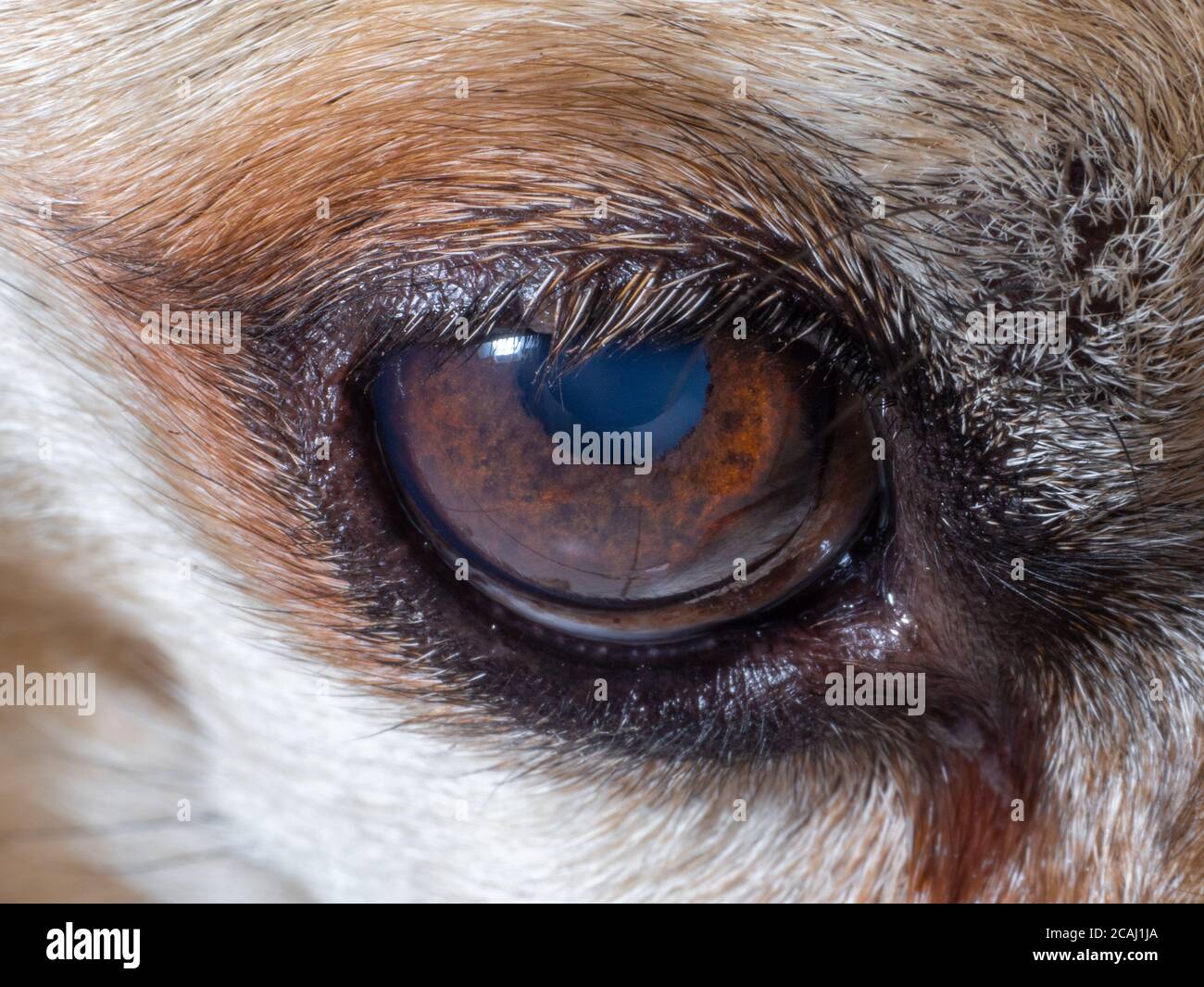 Close-up of the old dog's watery eye. Details of the brown eye with short lashes. Selective focus. Stock Photo