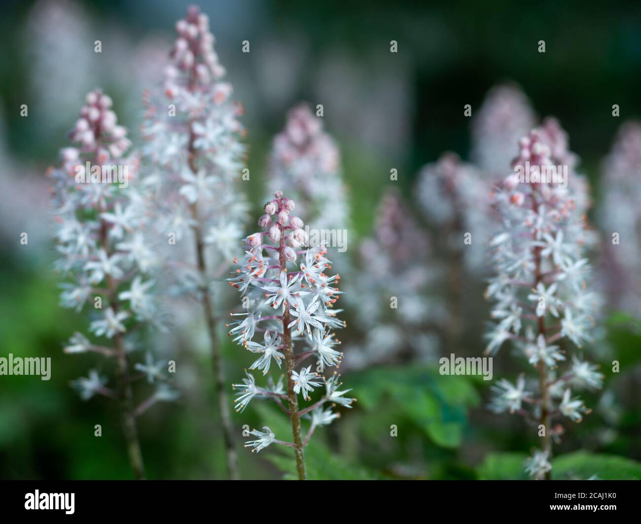 Blooming heartleaf foamflower or false miterwort in spring. Close-up of flowering Tiarella cordifolia. Selective focus with blurred background. Shallo Stock Photo