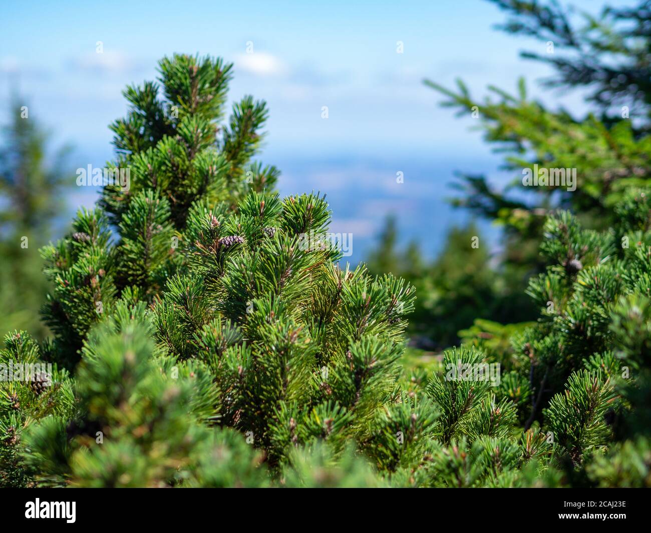 Close-up on creeping pine or bog pine growing on the high elevations of the Giant Mountains. Pinus mugo in the summer. Selective focus, shallow depth Stock Photo