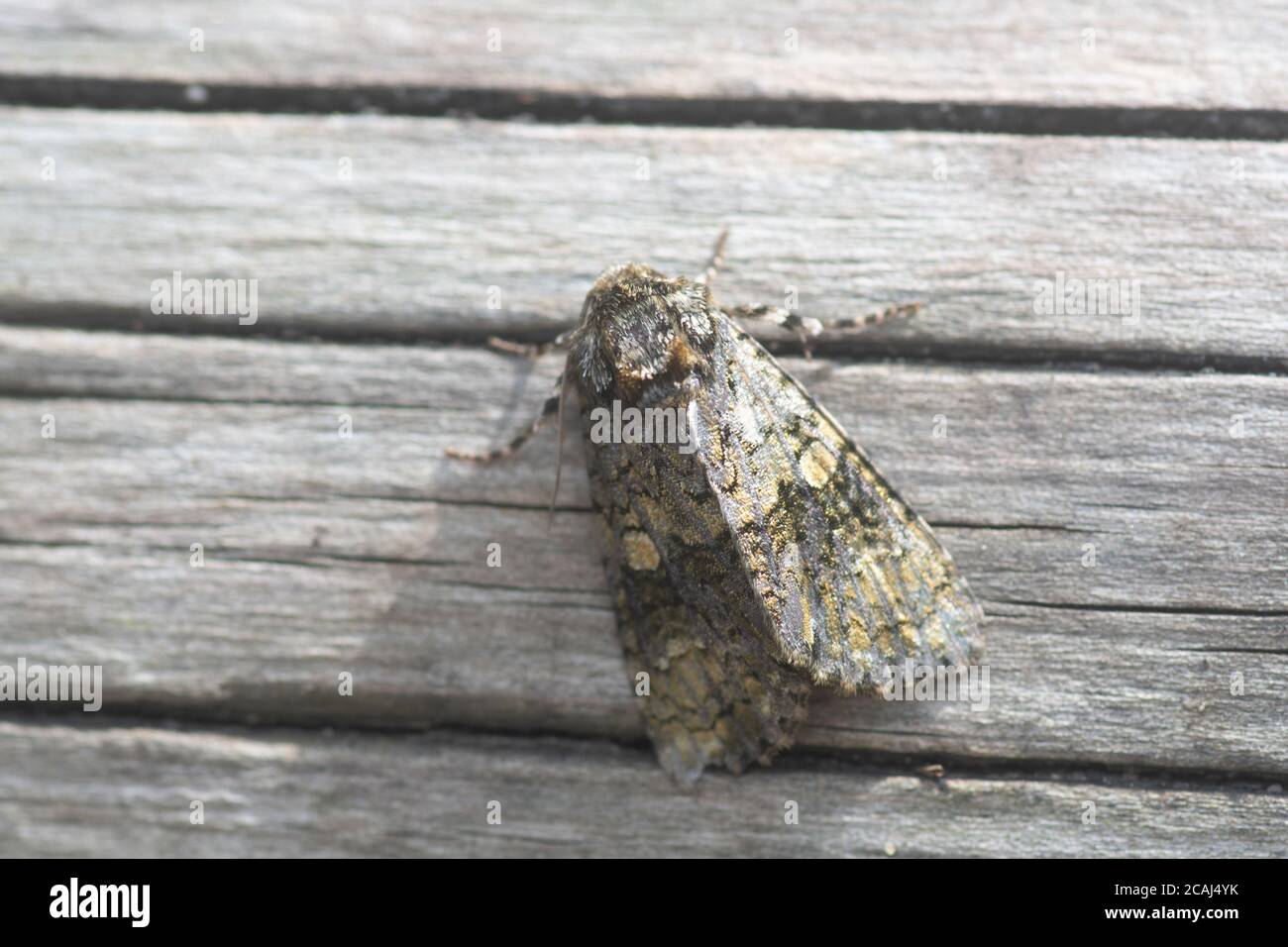 coronet moth Stock Photo
