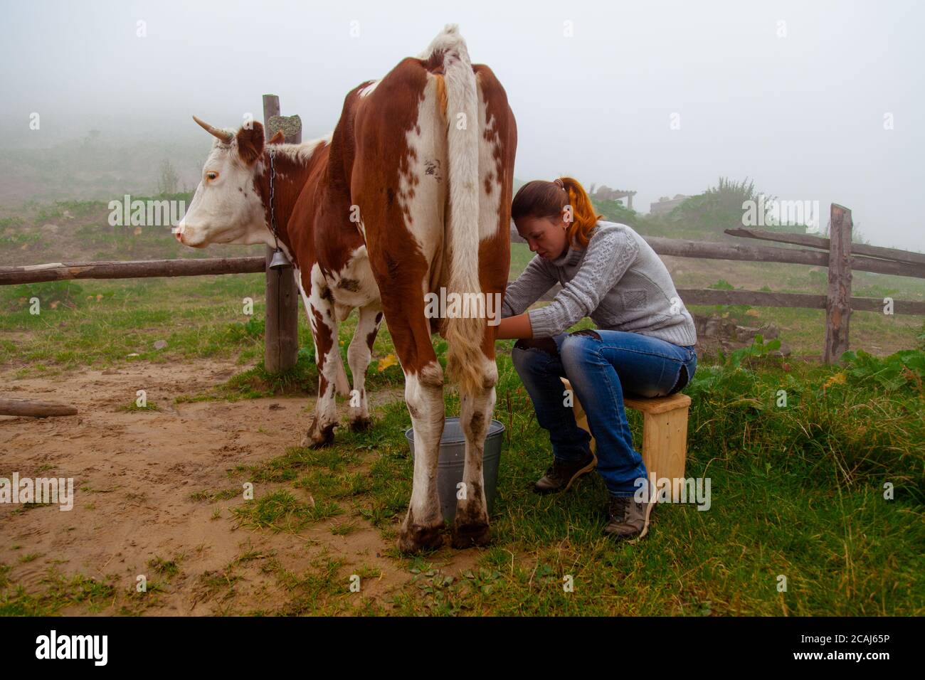 Vintage girl and cow hi-res stock photography and images - Alamy