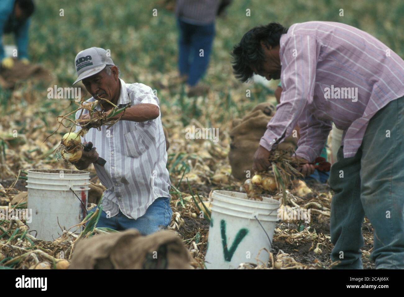 Workers harvesting onions hi-res stock photography and images - Alamy