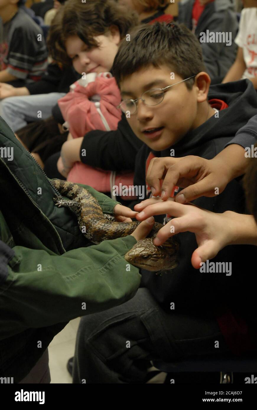 Austin, Texas USA, March, 2006: Students hold an elven-tongued skink during a sixth-grade class science lesson in reptiles from an Austin collector. ©Bob Daemmrich Stock Photo