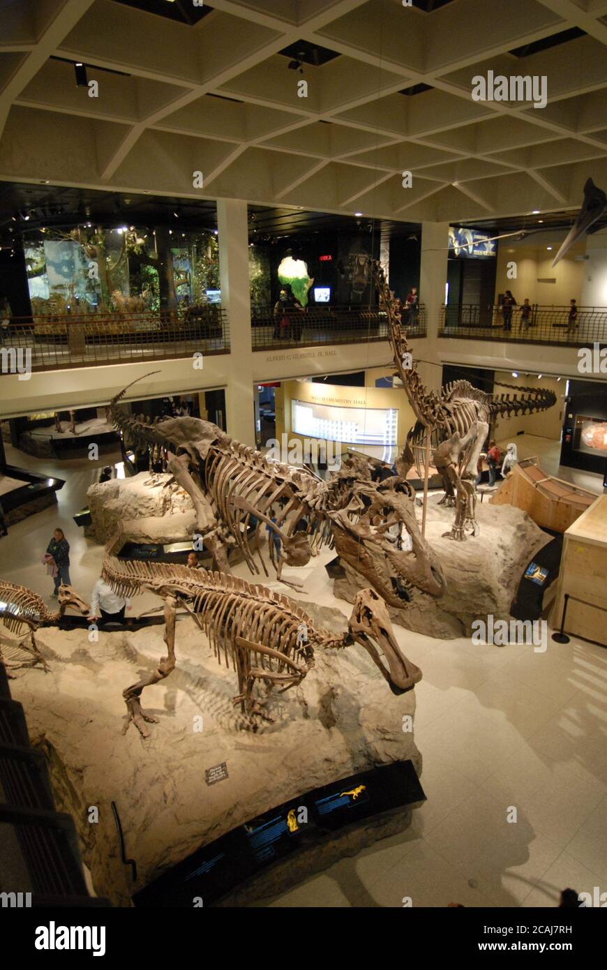 Dinosaur exhibit in the atrium of the Houston Museum of Science at