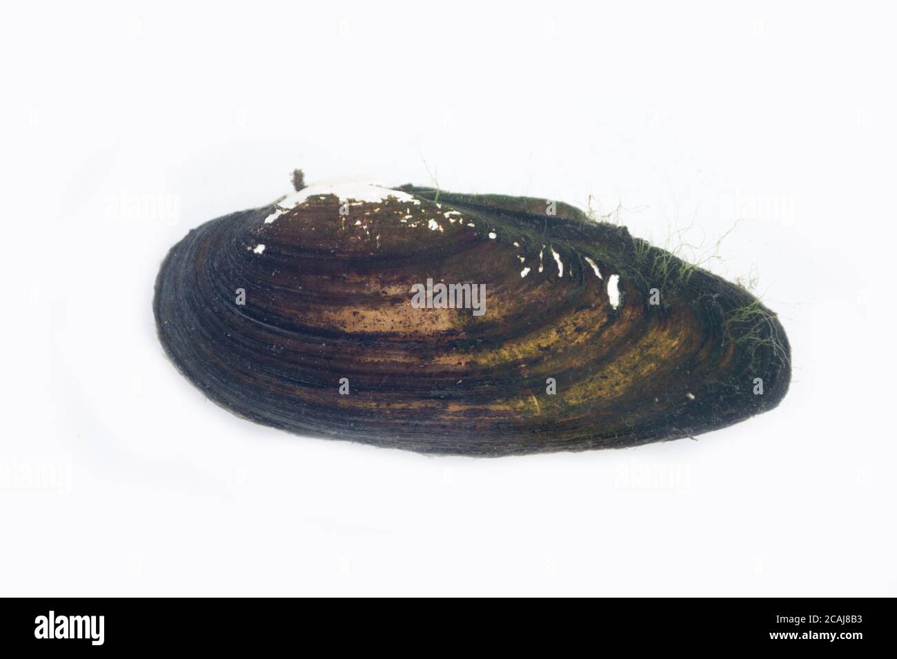 Swan mussel, Anodonta cygnea, nottingham, may Stock Photo