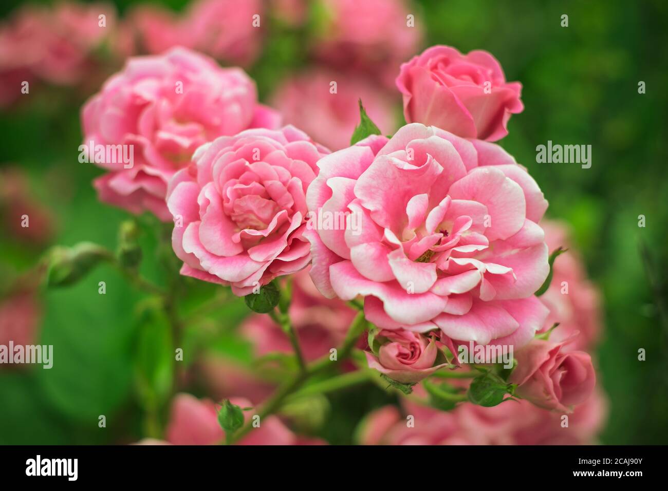 Garden roses, wild pink flowers, rose bush, landscaping. Colorful nature background. Bright floral wallpaper. Selective focus. Gift card. Ornamental p Stock Photo