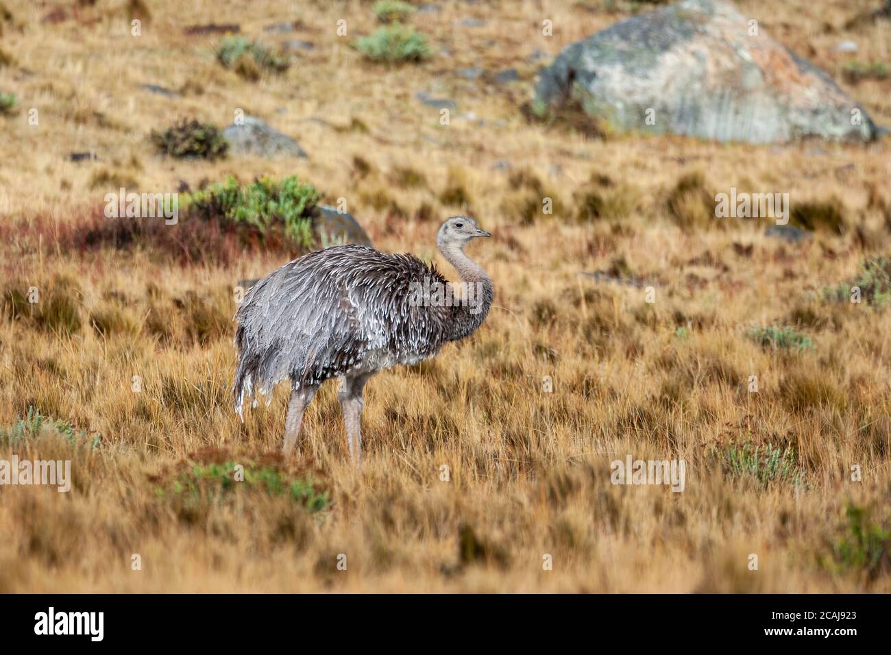 Nandu (pterocnemia pennata), Torres del Paine National Park, Chile Stock Photo