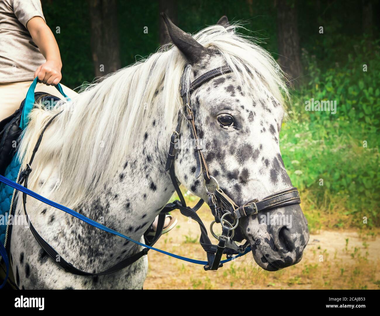 saddled cute white pony with black spots Stock Photo