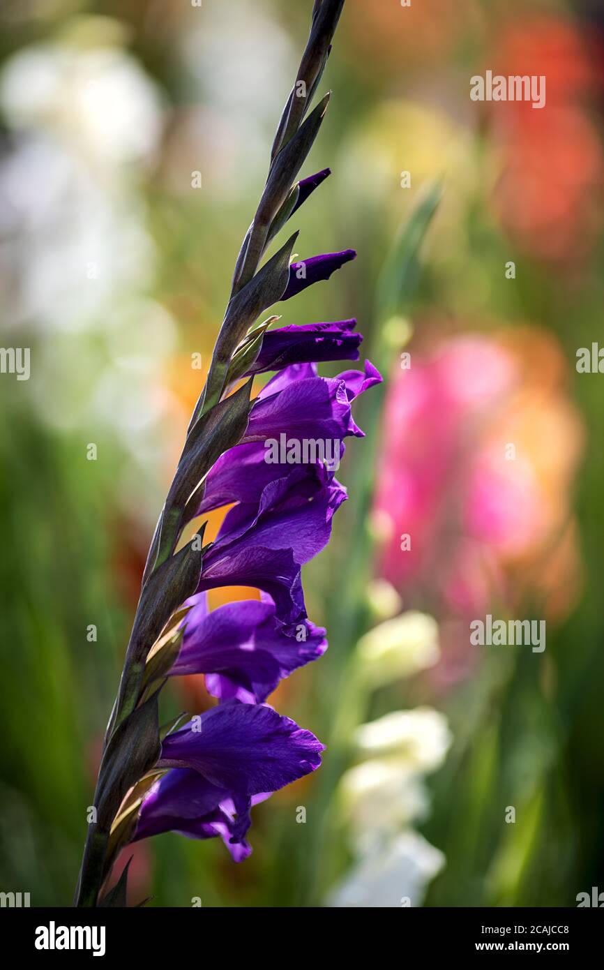 flowers to cut yourself, colorful field full of gladiolus Stock Photo