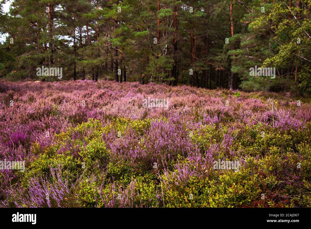 Impressions from the Fischbeker Heide near Hamburg Stock Photo