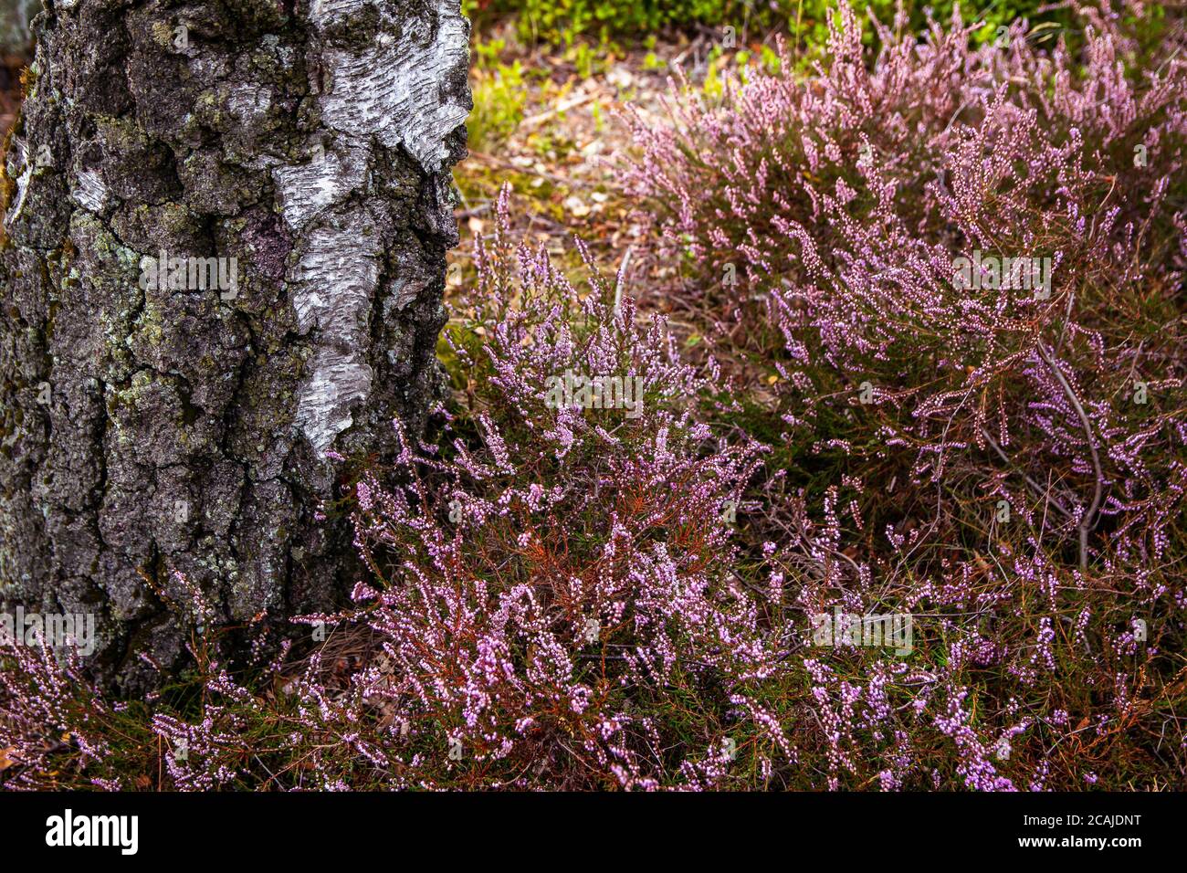 Impressions from the Fischbeker Heide near Hamburg Stock Photo
