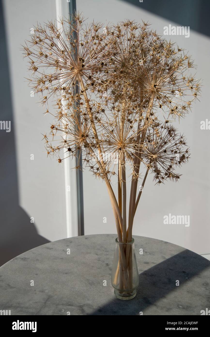 Dry ornamental allium Stock Photo Alamy