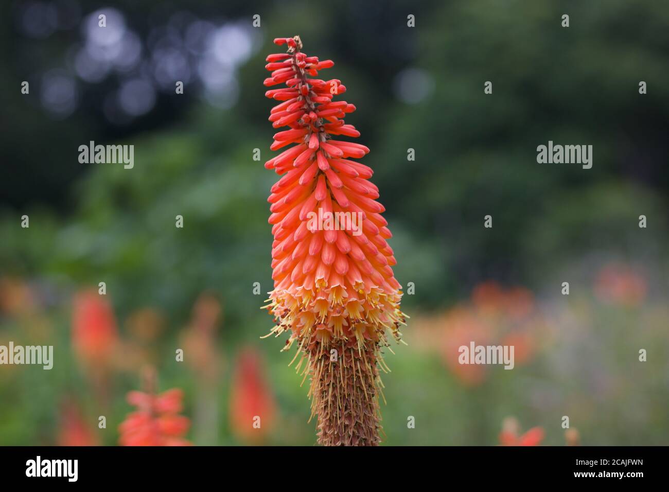 Beautiful orange red hot poker against soft blurred background with copy space Stock Photo