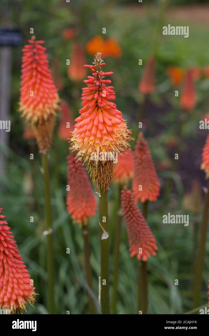 Beautiful portrait red hot poker image with soft blurred background Stock Photo