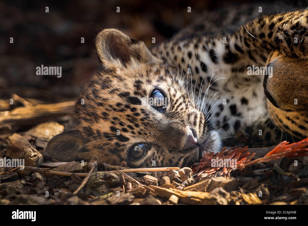 Sri Lankan leopard cub gazing into camera Stock Photo