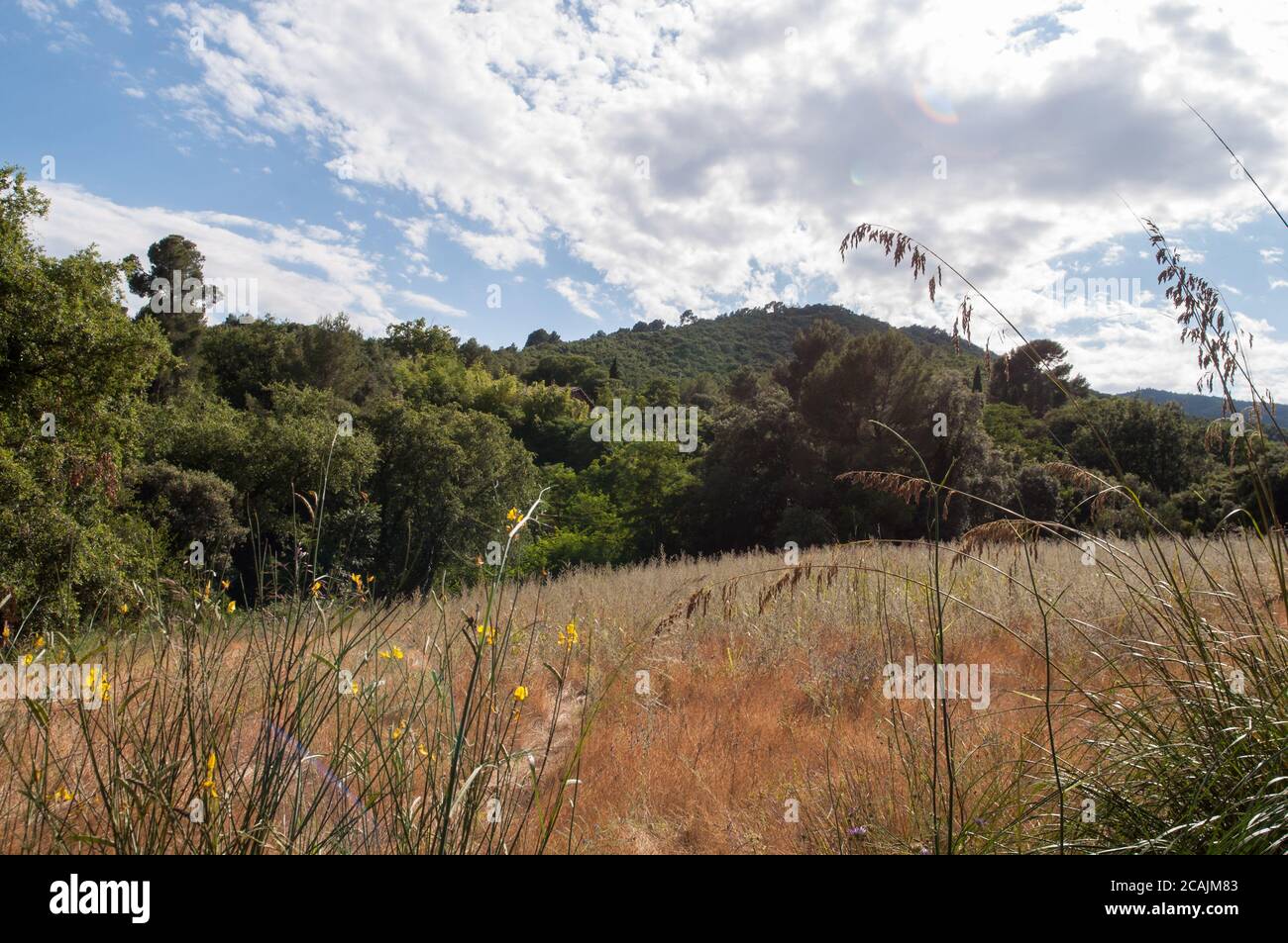 Field with tall grass and trees under a blue cloudy sky Stock Photo - Alamy