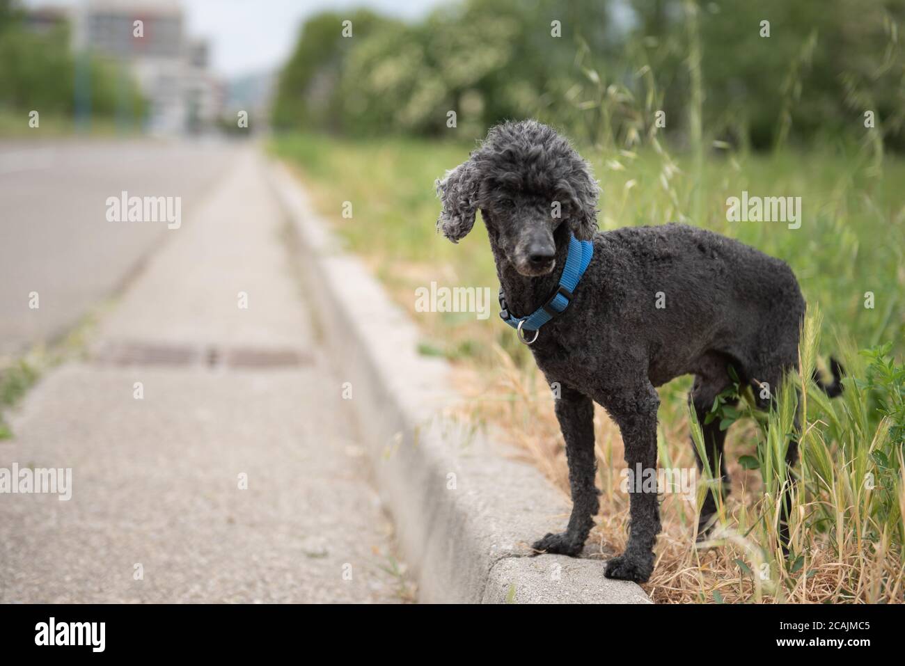 https://c8.alamy.com/comp/2CAJMC5/black-toy-poodle-abandoned-in-a-deserted-street-2CAJMC5.jpg