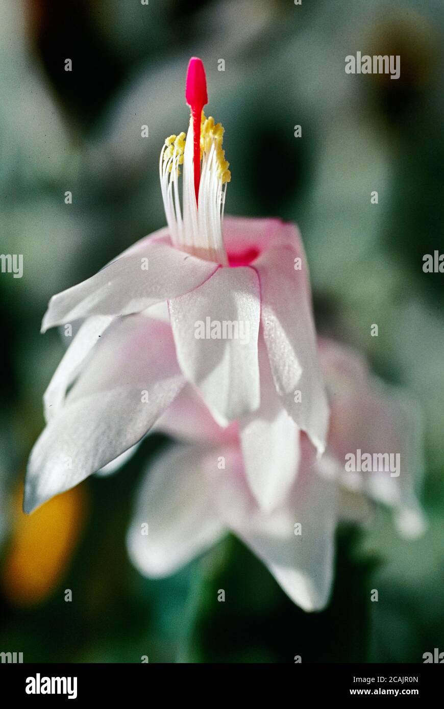 A single white Christmas cactus flower - Schlumberger or Zygocactus Stock Photo