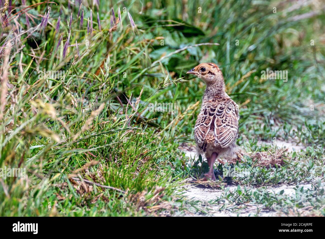 Pheasant Chick in a Field of Grass (Phasianus colchicus Stock Photo Alamy