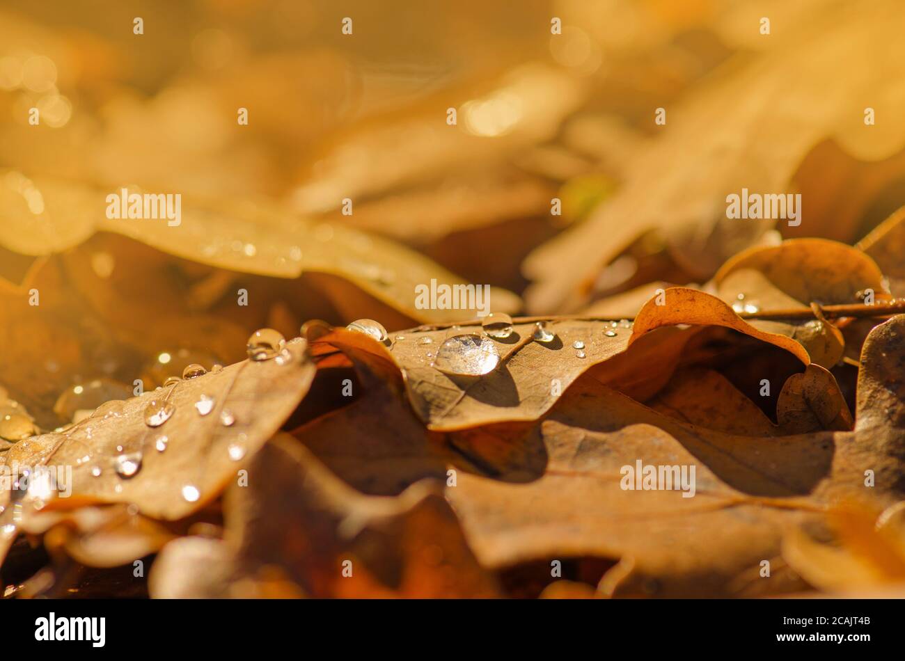 Oak tree orange foliage hi-res stock photography and images - Alamy