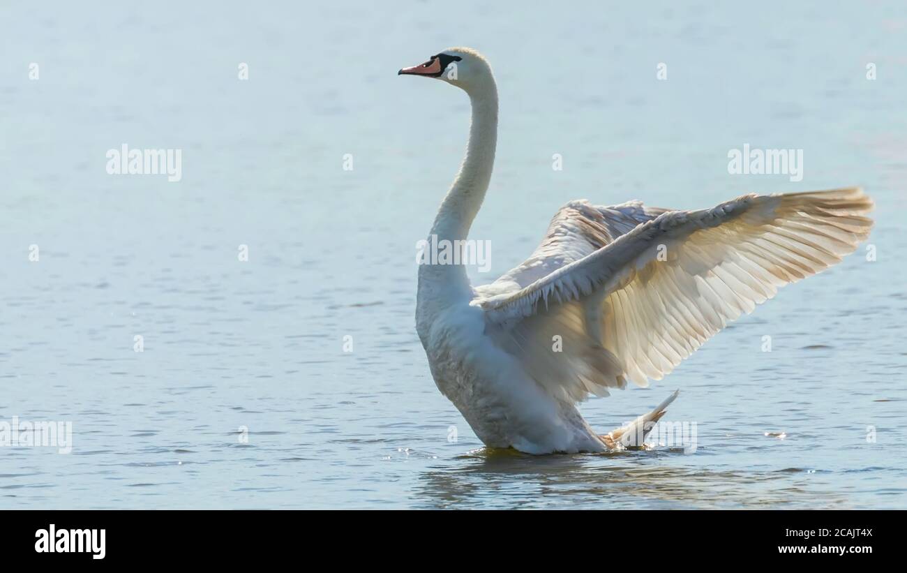 Swan With Wide Open Wings Stock Photo - Alamy