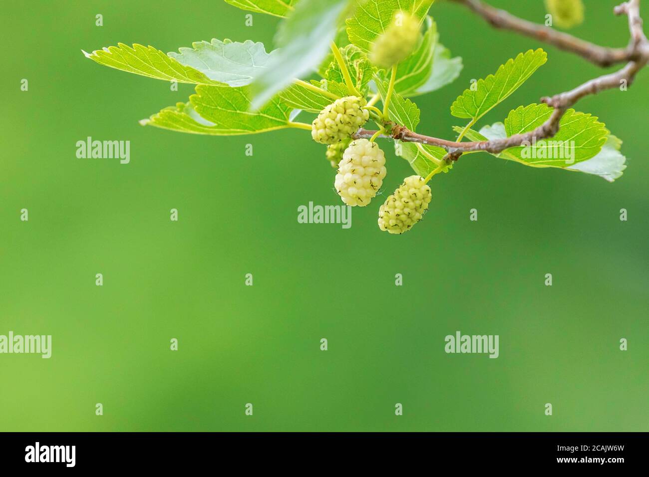 White Mulberry on the Branch Stock Photo Alamy