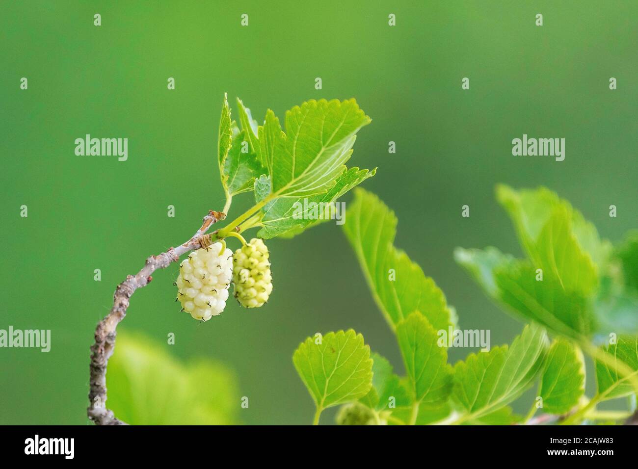 White Mulberry on the Branch Stock Photo Alamy