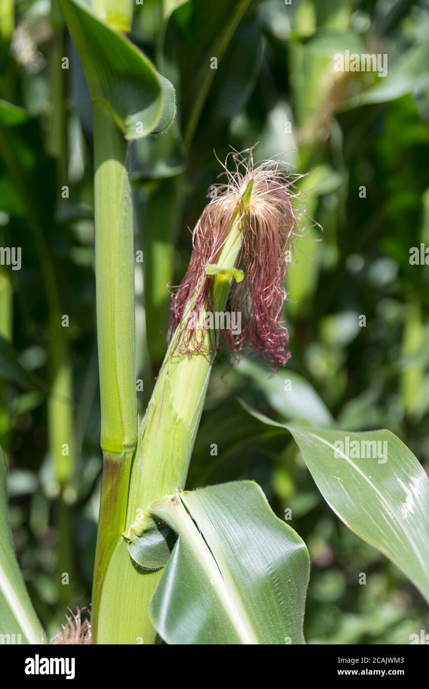 Stalks of corn grow in a field in holland in july Stock Photo