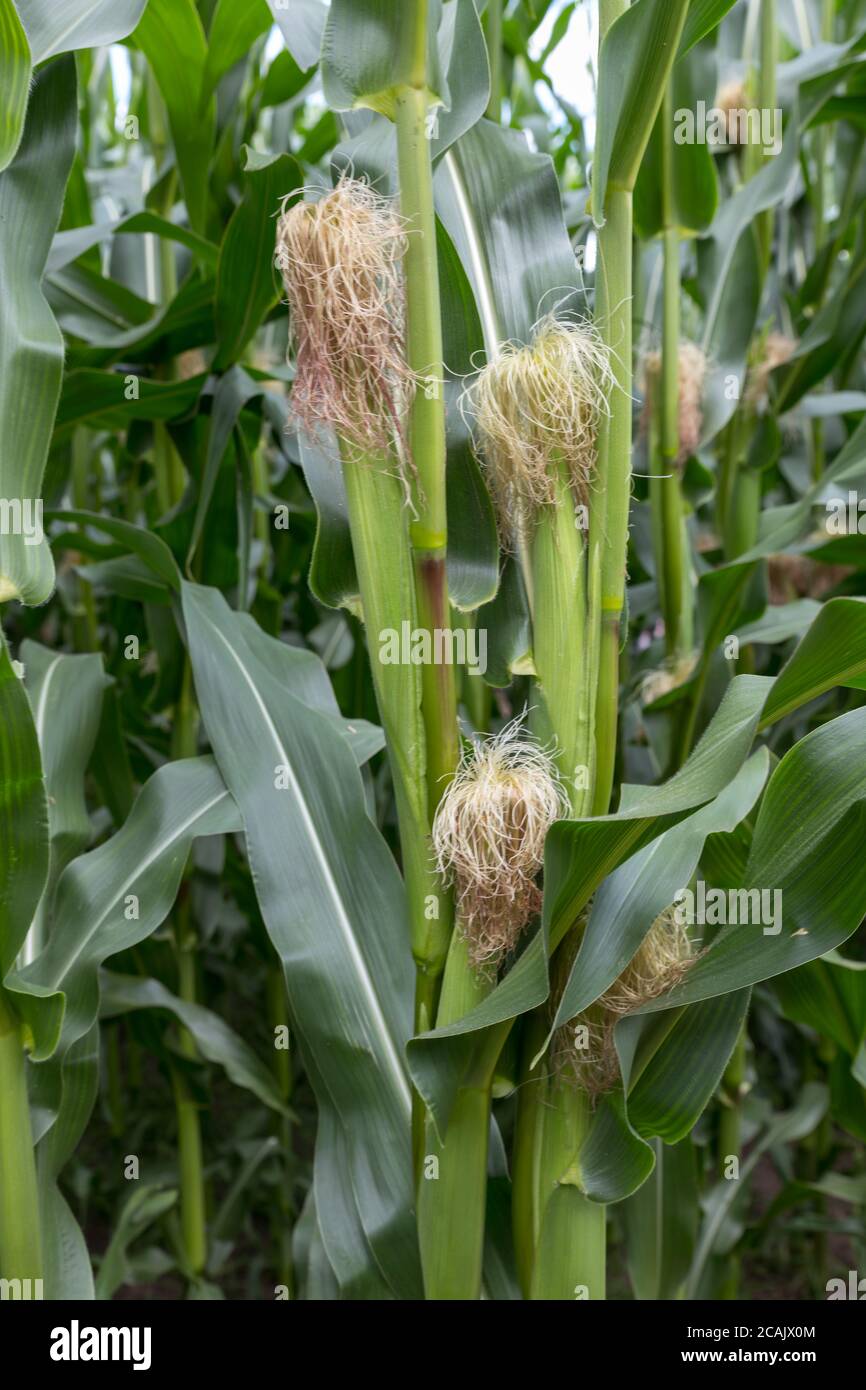 Stalks of corn grow in a field in holland in july Stock Photo