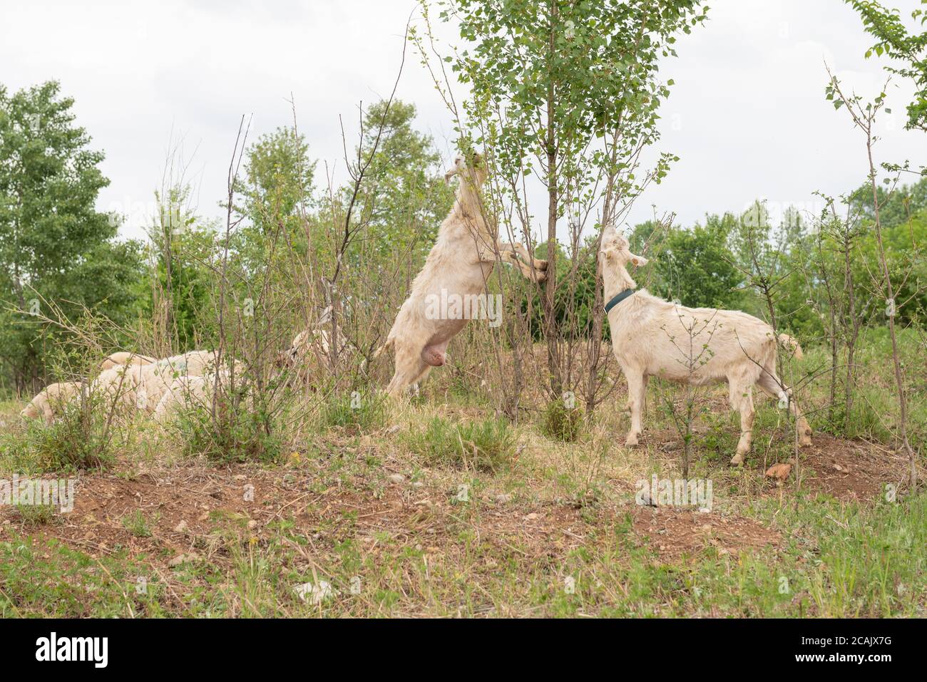 Two white goats eat the leaves of a plant while standing on two legs