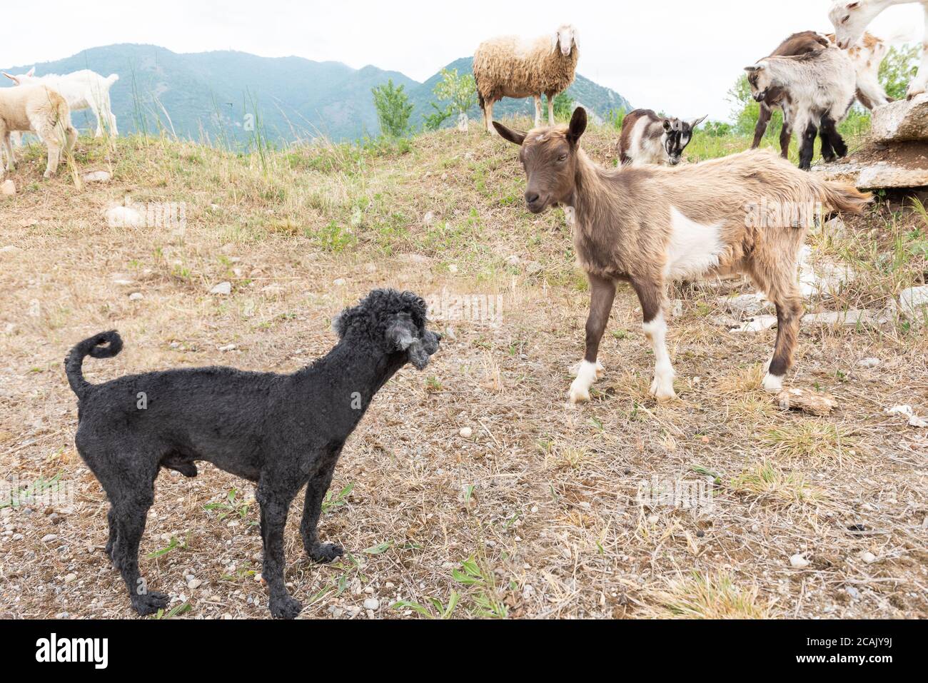 Goat cub and toy poodle look at us. Concept of diversity, acceptance and curiosity. Different animals. Stock Photo