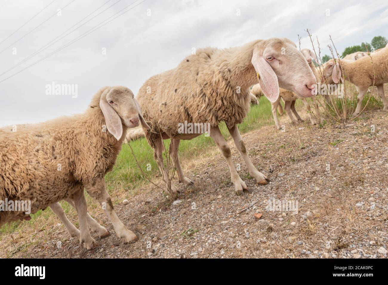 Sheep grazing in a mountain meadow. Grazing sheep Stock Photo - Alamy