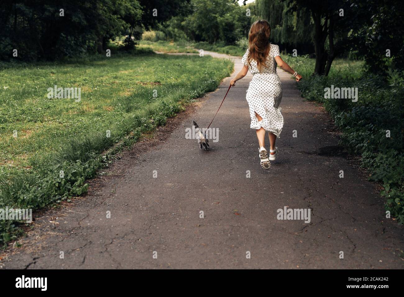Young blonde woman running with a cat on a leash on the road in the summer park. Photo from the back of the general plan. The girl is dressed in a white long polka dot dress and white shoes.  Stock Photo