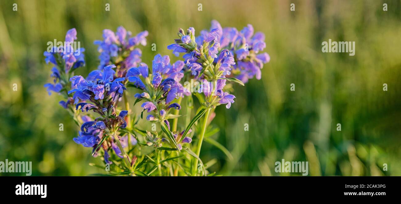 Bouquet of fresh blue wildflowers lit by sunlight on a background of blurred green grass. Dracocephalum ruyschiana. Selective focus Banner Stock Photo